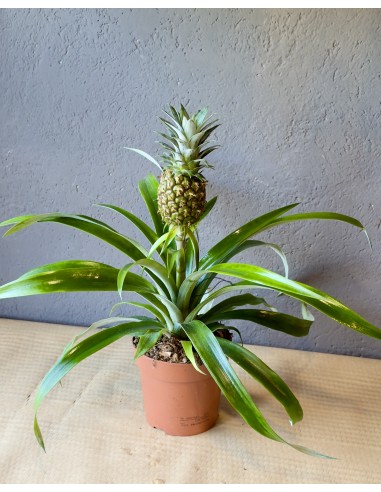 Pianta di Ananas Comosus