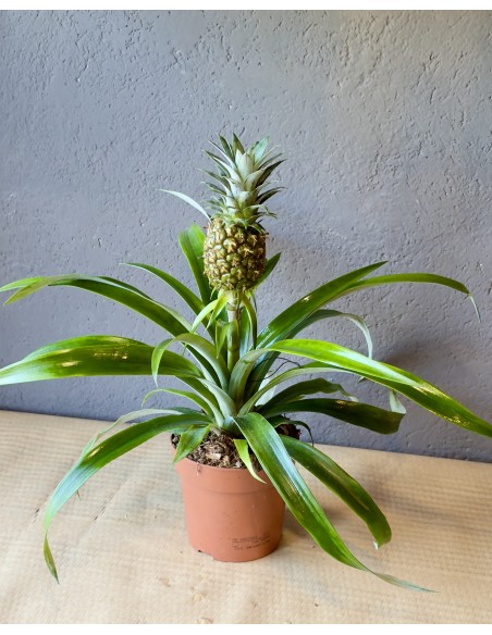 Pianta di Ananas Comosus