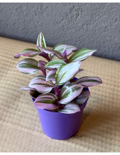 Tradescantia nanouk Baby v.7