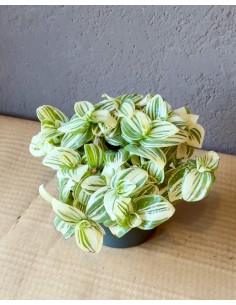 Tradescantia Albiflora