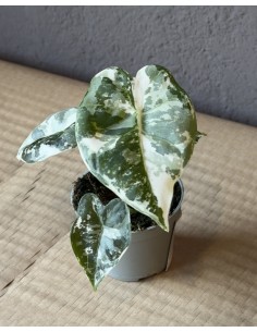 Alocasia Micholitziana Frydek variegata baby