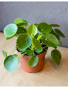 Pilea peperomioides| Pianta della moneta