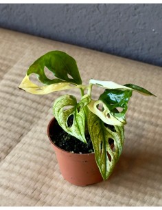 Monstera adansooni variegata Baby