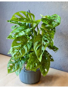 Monstera Adansonii | Monkey mask