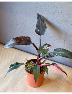 Philodendron Pink Princess Baby