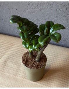 Baby Zamiifolia Zenzi
