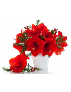 Vaso di Amaryllis Rossi