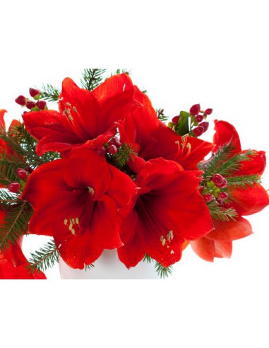 Vaso di Amaryllis Rossi