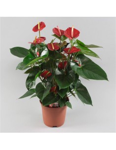pianta di anthurium online napoli-spedizione napoli