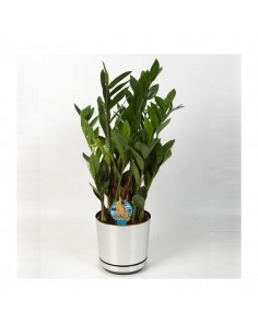 pianta di Zamio-culcas pianta di padre-pio