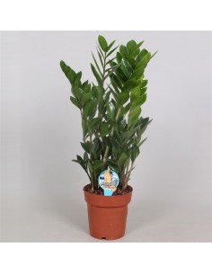 pianta di zamio culcas