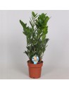 pianta di zamio culcas