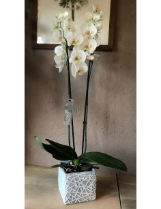 orchidea phalaenopsis bianca in vaso