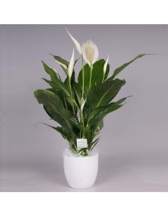 Acquisto Pianta di spathiphyllum