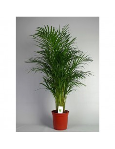 Pianta da appartamento-Areca Palma-online