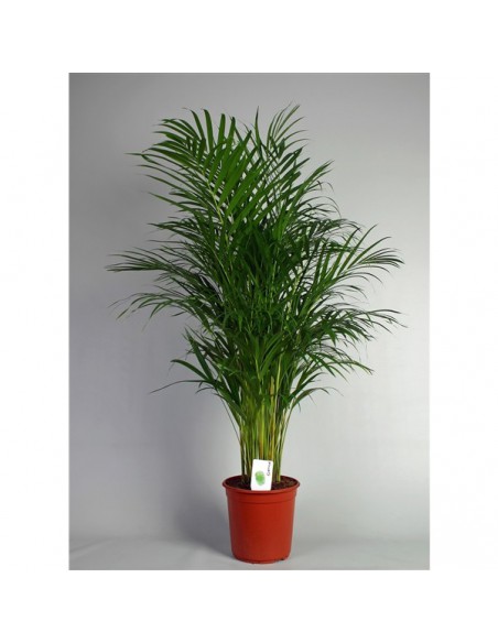 Pianta da appartamento-Areca Palma-online