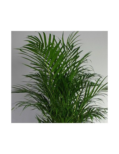 Pianta di Areca Palma