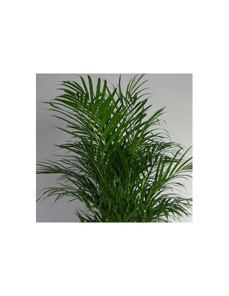 Pianta di Areca Palma