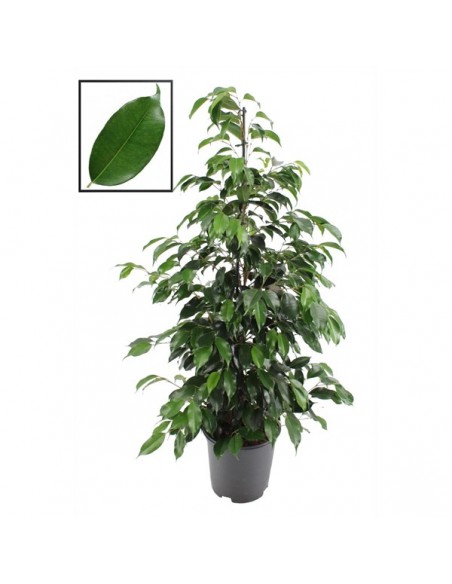 Ficus Benjamin-online-comprare ficus online