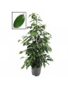 Ficus Benjamin-online-comprare ficus online