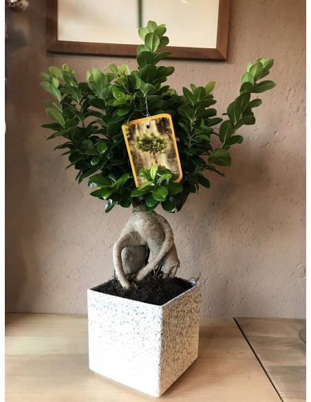 Vendita online di bonsai di ficus ginseng