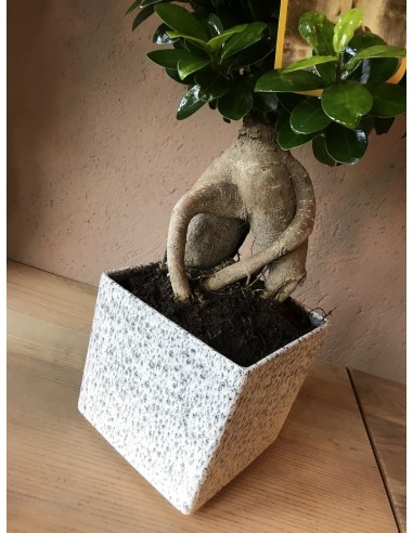 Bonsai indoor - Assortimento di bonsai da interno per il tuo angolo green!
