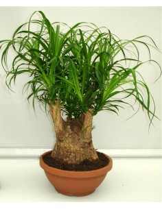 Pianta di Beucarnea-Nolina-Mangiafumo
