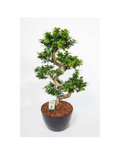 Bonsai Ginseng