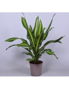 Dracena