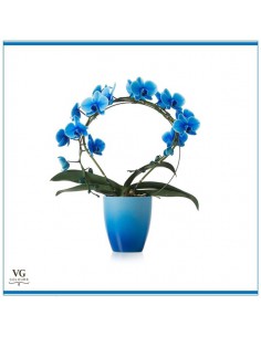 Phalaenopsis blù-orchidea blù
