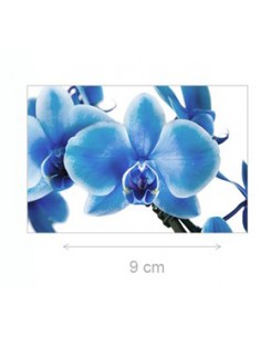 orchidea blu