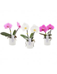 Pianta di phalaenopsis mono fiore