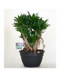 Dracena compacta nana