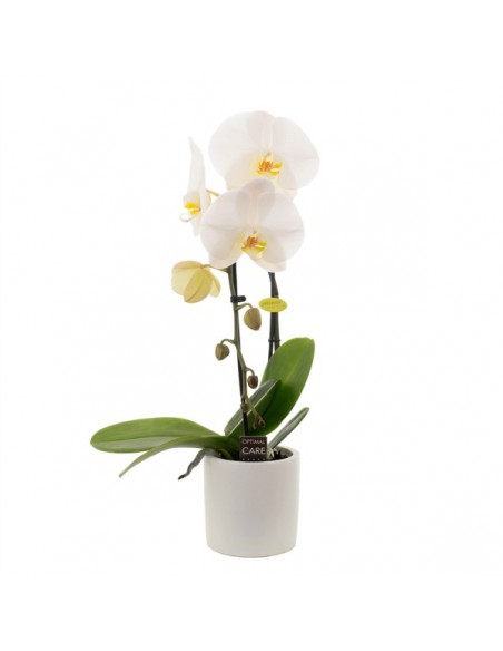 pianta di phalaenopsis .. orchidea