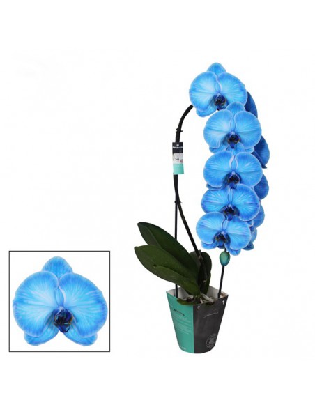 phalaenopsis blue , fiori blu