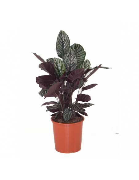 Pianta da appartamento-Calathea-pianta della preghiera