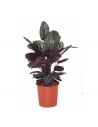 Pianta da appartamento-Calathea-pianta della preghiera