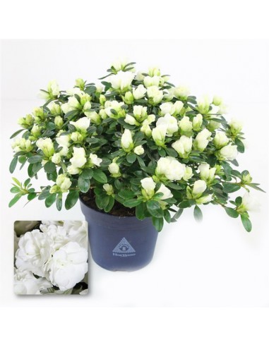 Pianta di Azalea