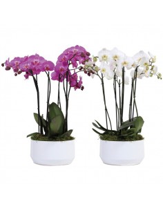 pianta di orchidea phalaenopsis on line