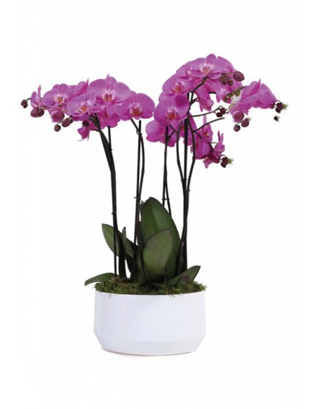 Composizione di Phalaenopsis