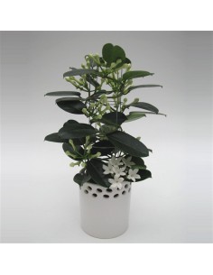 Stephanotis Gelsomino del Madagascar