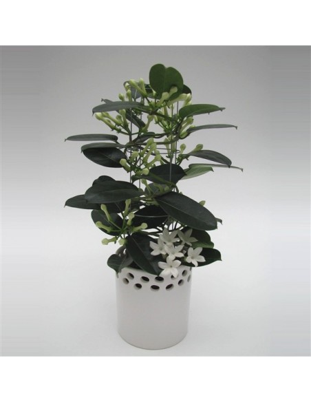 Stephanotis Gelsomino del Madagascar