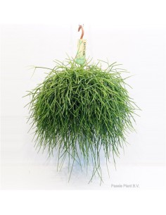 Rhipsalis Baccifera
