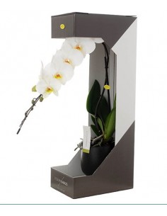 Pianta di orchidea phalaenopsis