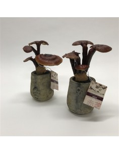 Ganoderma fungo dell'immortalità