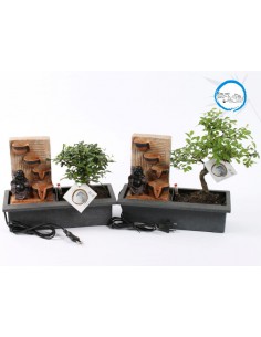 Bonsai Buddha