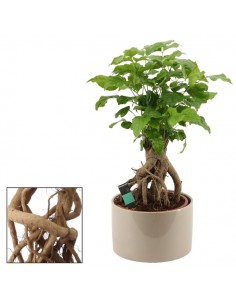 Bonsai di Radermachera