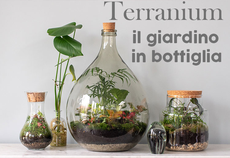 Vendita Terranium Online Napoli