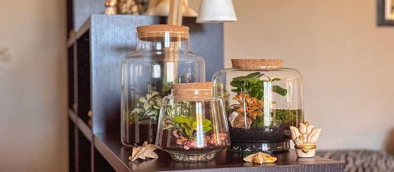 Terrarium: Guida Completa alla Cura e ai Problemi più Comuni