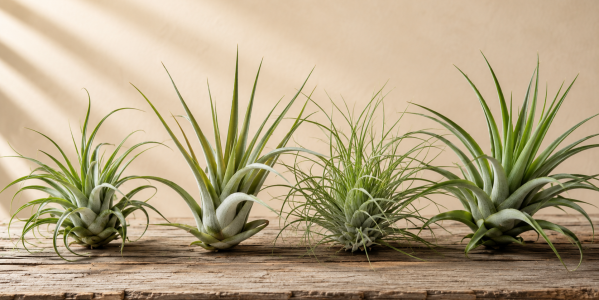 Tillandsia: Guida Completa alla Cura della Pianta dell'Aria